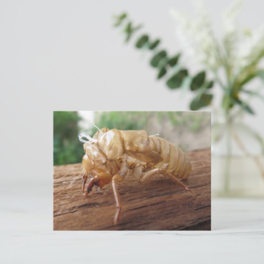 Carte Postale Shell Canada (Debout devant)