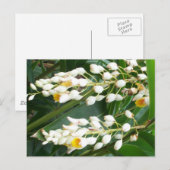 Carte postale Shell Ginger (Devant / Derrière)