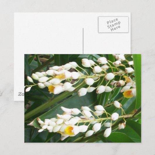 Carte postale Shell Ginger (Devant / Derrière)