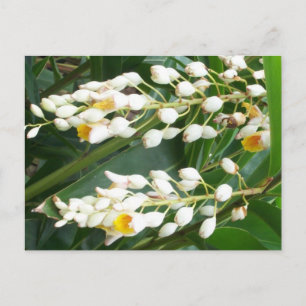 Carte postale Shell Ginger