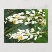 Carte postale Shell Ginger (Devant)