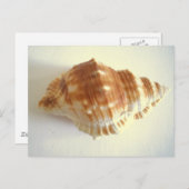 Carte Postale Shell maritime (Devant / Derrière)