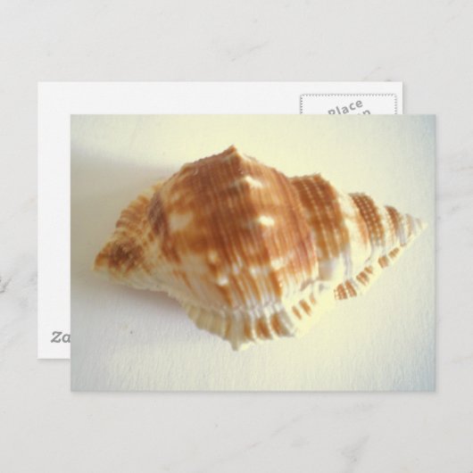 Carte Postale Shell maritime (Devant / Derrière)