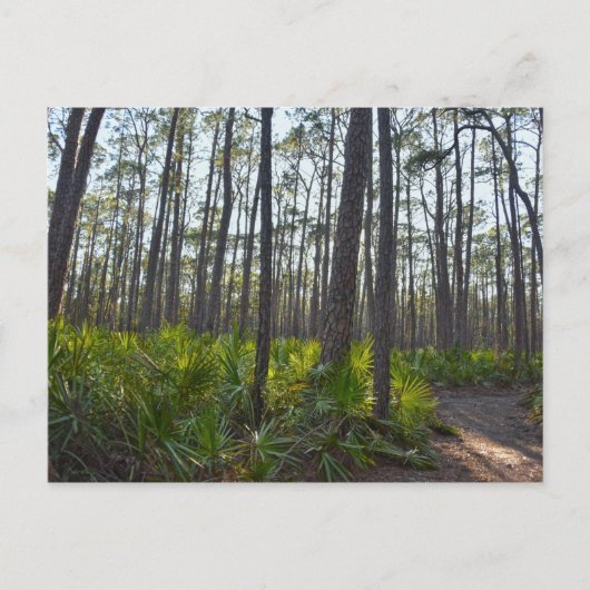 Carte Postale Shell Mound Park Trail, île Dauphin, AL (Devant)
