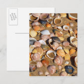 Carte Postale Shells | Andalusia, Spain (Devant / Derrière)