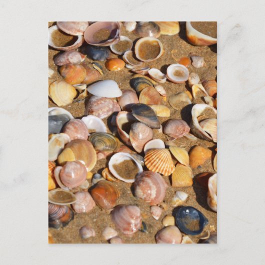 Carte Postale Shells | Andalusia, Spain (Devant)