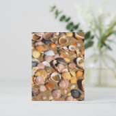 Carte Postale Shells | Andalusia, Spain (Debout devant)