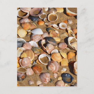 Carte Postale Shells Andalusia, Spain
