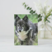 Carte postale Sheltie Dog Picture (Debout devant)