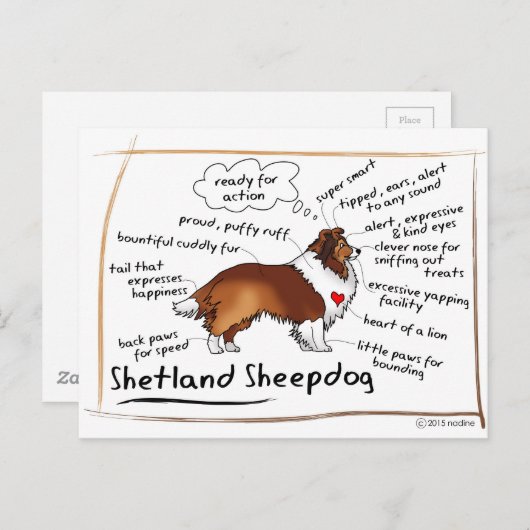 Carte Postale Sheltie sable (Devant / Derrière)