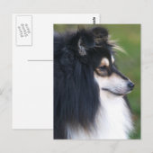 Carte postale Shelty Puppy (Devant / Derrière)