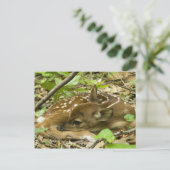 Carte Postale Shenandoah NP, Virginie, USA (Debout devant)