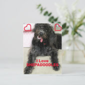 Carte Postale Shepadoodle (Debout devant)
