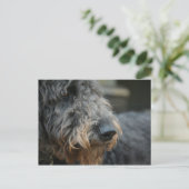 Carte Postale Shepadoodle Chien Portrait photographique (Debout devant)