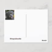 Carte Postale Shepadoodle Chien Portrait photographique (Dos)