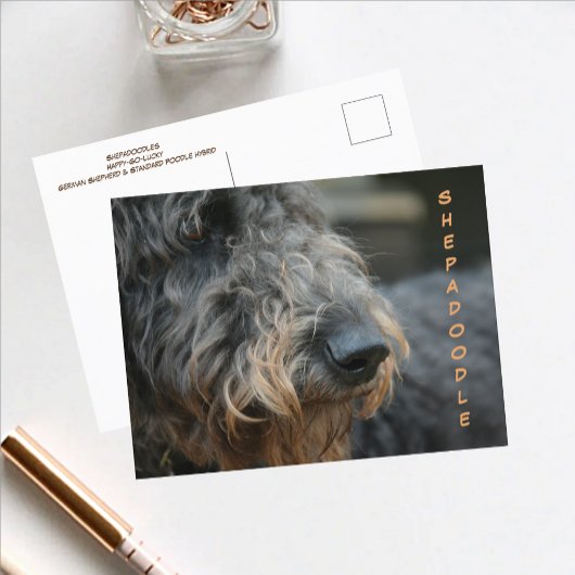 Carte Postale Shepadoodle Profil Closeup Photographic Postcard