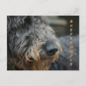 Carte Postale Shepadoodle Profil Closeup Photographic Postcard (Devant)