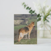 Carte Postale Shephard allemand regardant la colline (Debout devant)