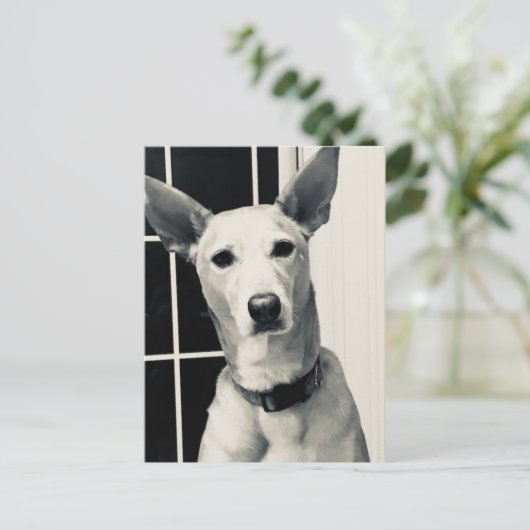 Carte postale Shepherd Mix Dog (Debout devant)