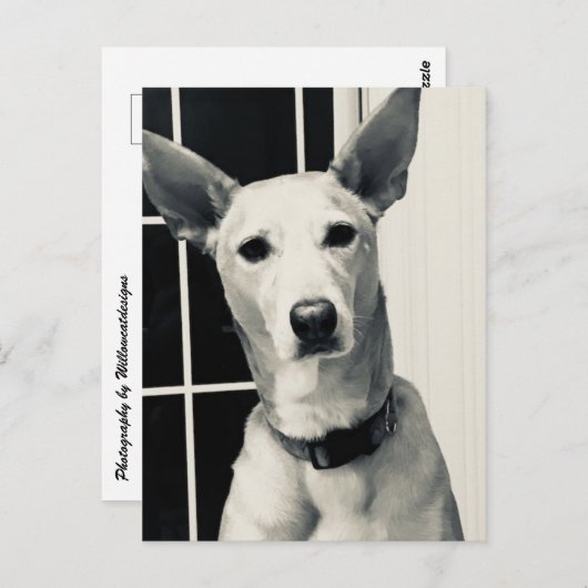 Carte postale Shepherd Mix Dog (Devant / Derrière)