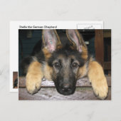 Carte Postale Shepherd Pup allemande (Devant / Derrière)
