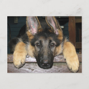 Carte Postale Shepherd Pup allemande