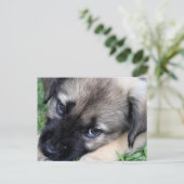 Carte postale Shepherd Puppy Photo (Debout devant)