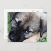 Carte postale Shepherd Puppy Photo (Devant / Derrière)