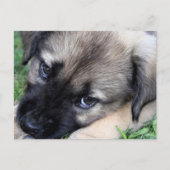 Carte postale Shepherd Puppy Photo (Devant)
