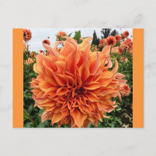 Carte Postale Sherwood's Peach Dahlia (Devant)