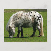 Carte Postale Shetland Pony (Devant)