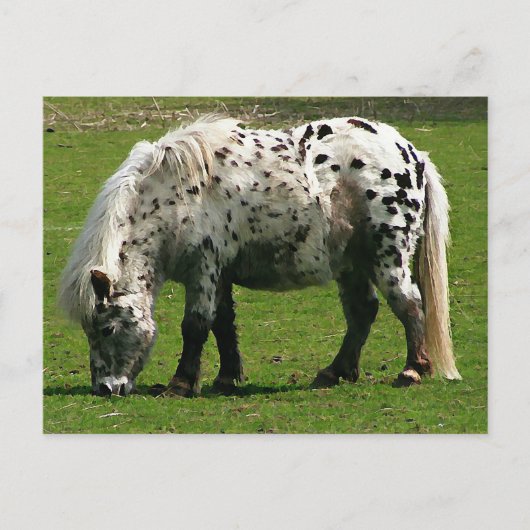 Carte Postale Shetland Pony (Devant)