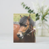 Carte postale Shetland Pony Design (Debout devant)