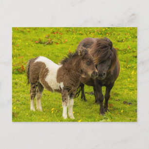 Carte Postale Shetland Pony mère et progéniture