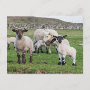 Carte Postale Shetland Sheep