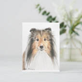 Carte Postale Shetland Sheepdog (Debout devant)