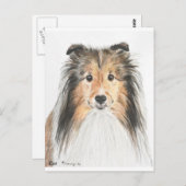Carte Postale Shetland Sheepdog (Devant / Derrière)