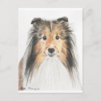 Carte Postale Shetland Sheepdog