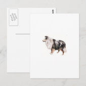 Carte Postale Shetland Sheepdog (Devant / Derrière)
