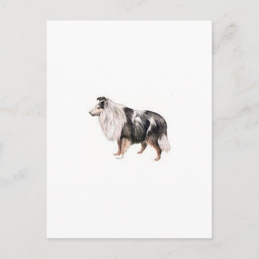 Carte Postale Shetland Sheepdog (Devant)