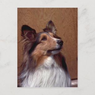Carte Postale Shetland Sheepdog
