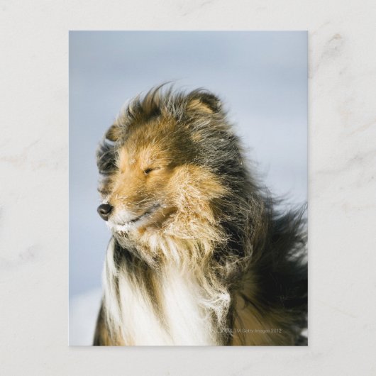 Carte Postale Shetland Sheepdog (Devant)