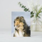 Carte Postale Shetland Sheepdog (Debout devant)