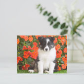 Carte Postale Shetland Sheepdog (Debout devant)