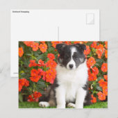 Carte Postale Shetland Sheepdog (Devant / Derrière)
