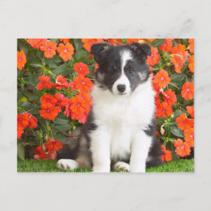 Carte Postale Shetland Sheepdog