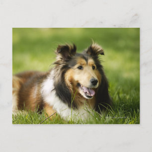 Carte Postale Shetland Sheepdog assis sur l'herbe