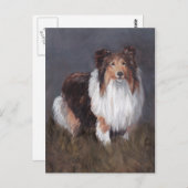 Carte postale Shetland Sheepdog Chien (Devant / Derrière)