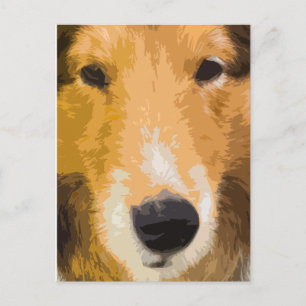 Carte postale Shetland Sheepdog Close Up
