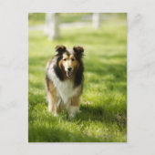 Carte Postale Shetland Sheepdog courant sur l'herbe (Devant)